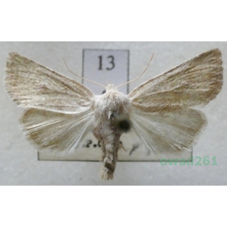 Photedes fluxa (Hübner, 1809) Czech13